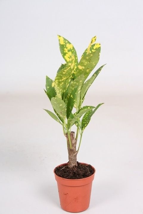 Codiaeum variegatum 'Aucubaefolia'