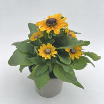 Rudbeckia hirta TABLEMATE GOLD