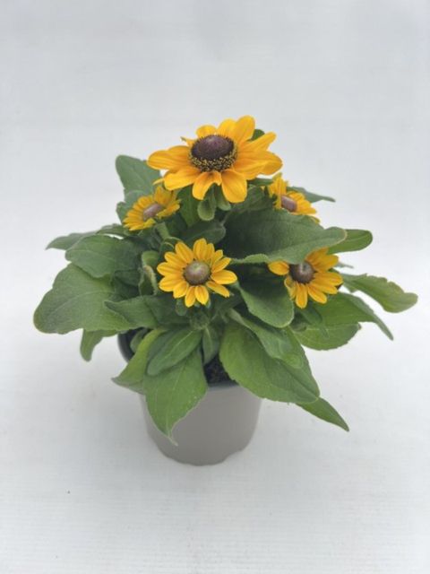 Rudbeckia hirta TABLEMATE GOLD