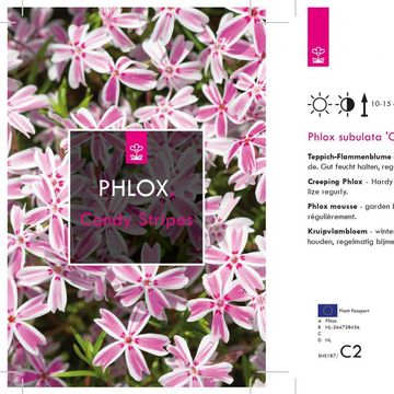 Phlox 'Candy Stripes'