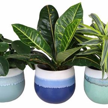 Φυτά εσωτερικού χώρου MIX