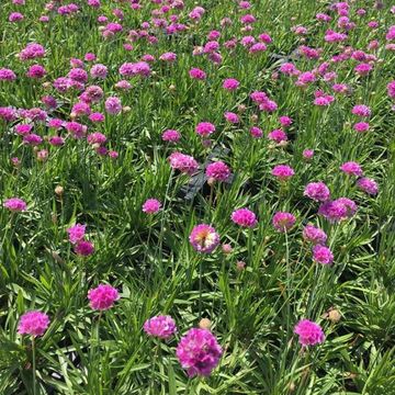 Armeria pseudarmeria 'Ballerina Purple Rose'