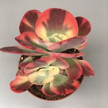 Kalanchoe thyrsiflora 'Variegata'