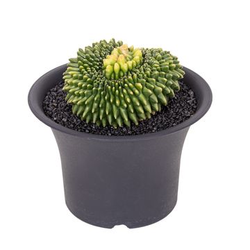 Gymnocalycium SPINELESS