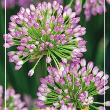 Allium MIX