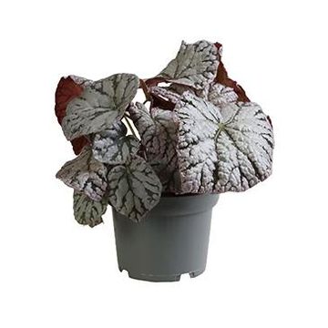Begonia CHAYO