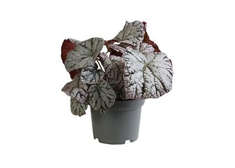 Begonia CHAYO