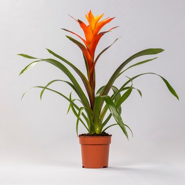 Guzmania 'Variada'