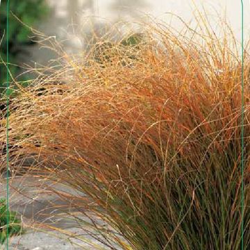 Carex testacea PRAIRIE FIRE COLORGRASS