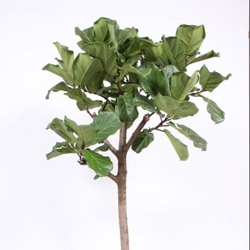 Ficus lyrata