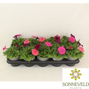 Petunia FOTOFINISH MIX IN POT