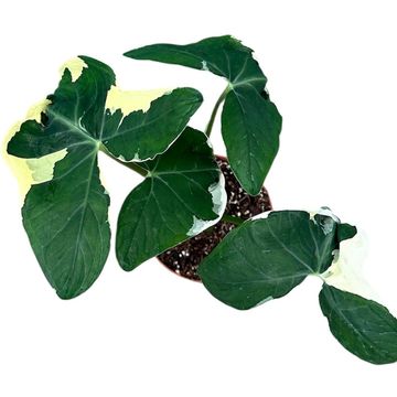 Xanthosoma sagittifolium 'Variegatum Monstrosum'