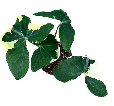 Xanthosoma sagittifolium 'Variegatum Monstrosum'
