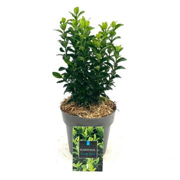 Euonymus japonicus 'Green Spire'