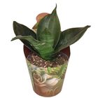 Sansevieria trifasciata 'Black Jade'