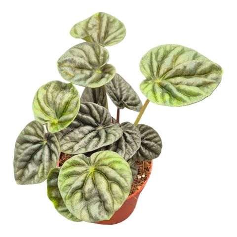 Peperomia 'Candora Vermeer'