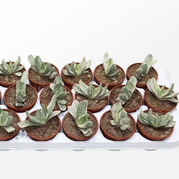 Gasteria 'Sakura Fuji White Variegata'