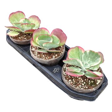 Kalanchoe thyrsiflora 'Variegata'