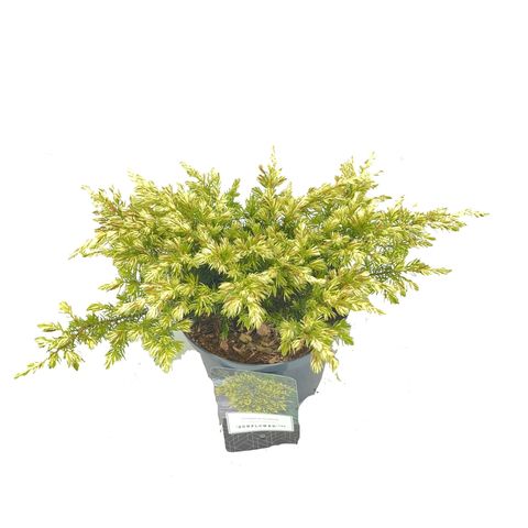 Juniperus conferta 'Sunflower'