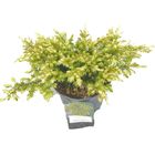 Juniperus conferta 'Sunflower'