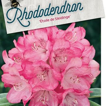 Rhododendron 'Etoile de Sleidinge'