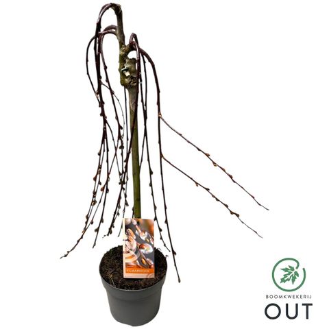 Ива caprea 'Килмарнок'