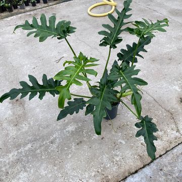 Filodendro 'Bob Cee'