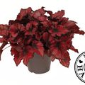Begonia KOHALA RED