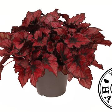Begonia KOHALA RED