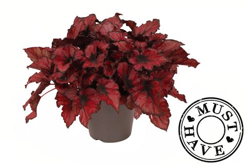 Begonia KOHALA RED