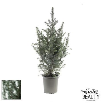 Picea glauca 'Коника'
