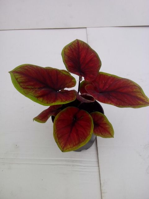 Caladium 'Selma'