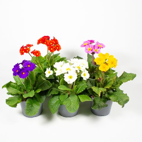 Primula STELLA MIX