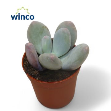 Pachyphytum oviferum
