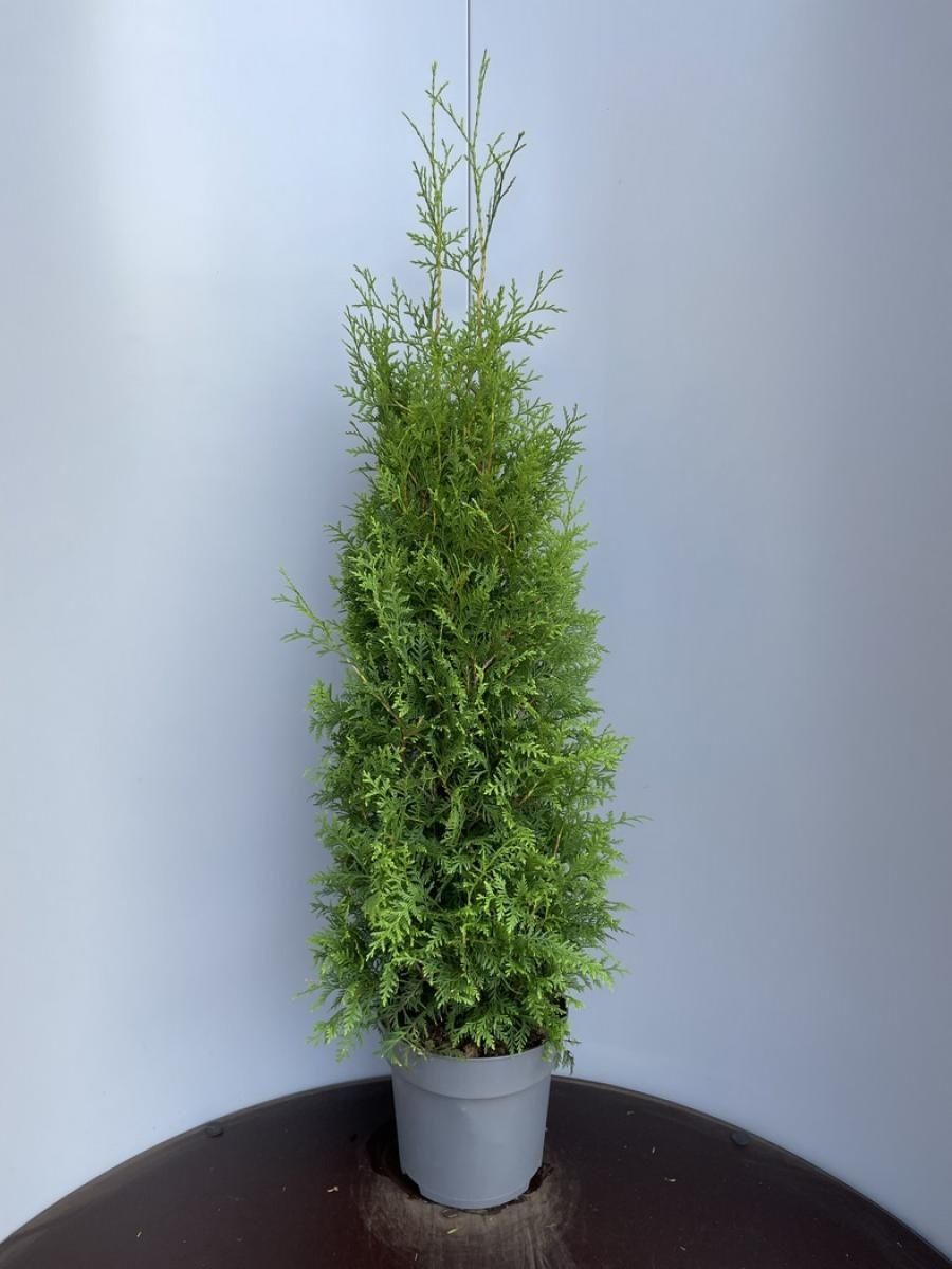 Thuja occidentalis 'Brabant'  Plant Wholesale FlorAccess