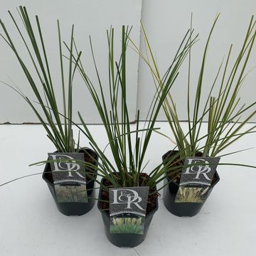 Cortaderia selloana PAMPAS MIX