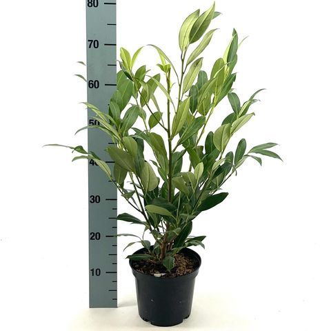 Prunus laurocerasus 'Herbergii'