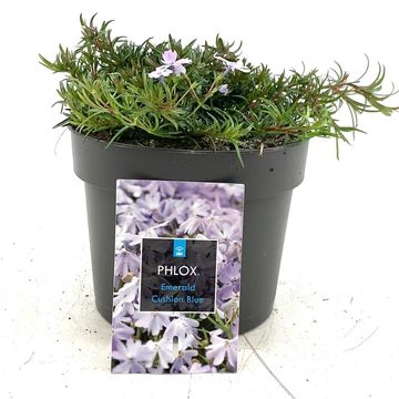 Phlox 'Emerald Cushion Blue'