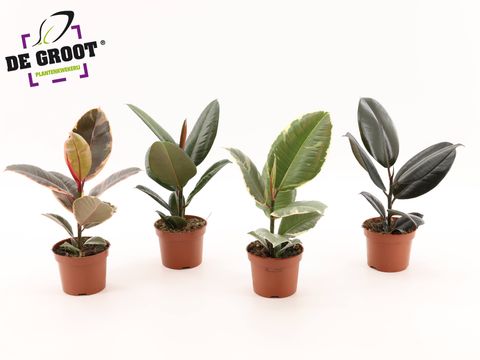 Ficus elastica MIX