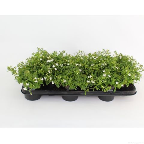 Lobelia CURACAO BASKET WHITE (Sonneveld Plants)