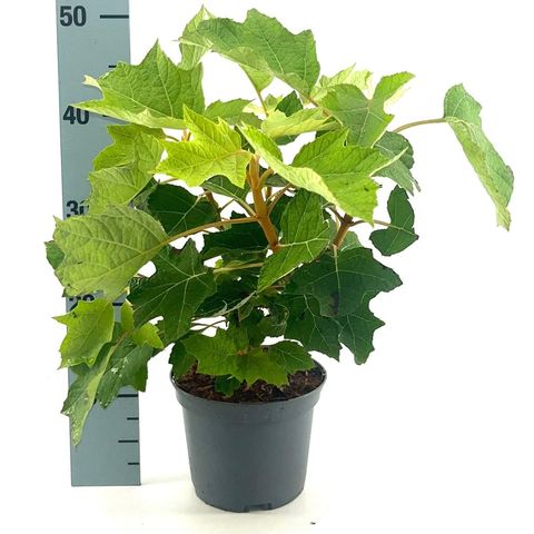 Hydrangea quercifolia 'Munchkin'