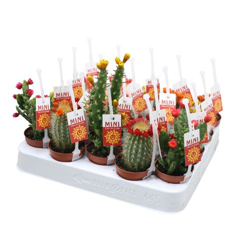 Cactus MIX