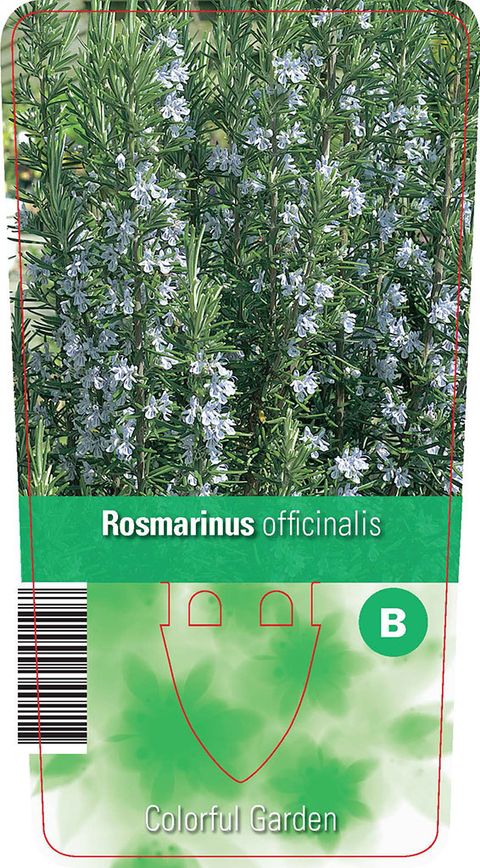 Rosmarinus officinalis