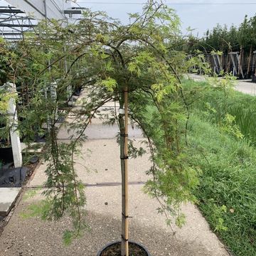 Acer palmatum 'Dissectum'