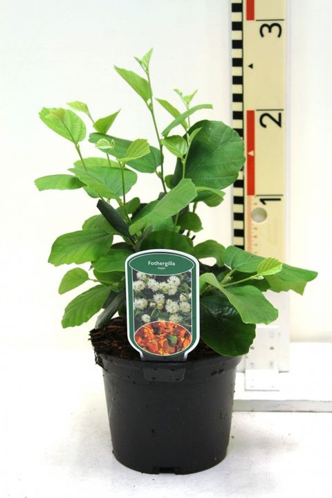Fothergilla major