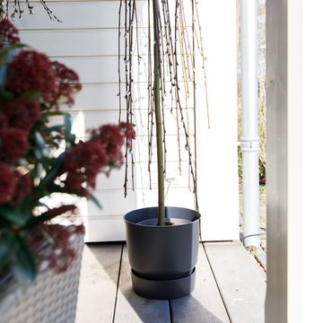 Ива caprea 'Килмарнок'