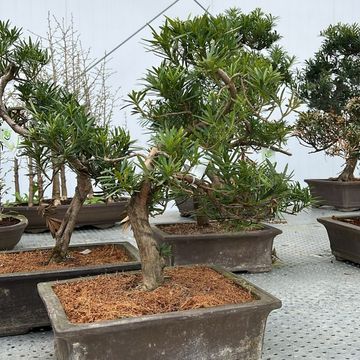 Podocarpus macrophyllus