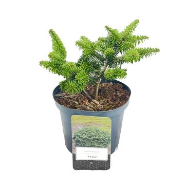 Abies balsamea 'Nana'
