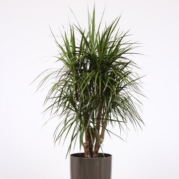 Dracaena marginata