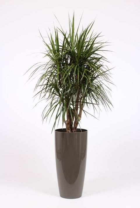 Dracaena marginata